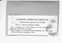 Ricasolia quercizans image